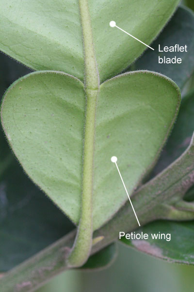 petiole wings wide, apex emarginate